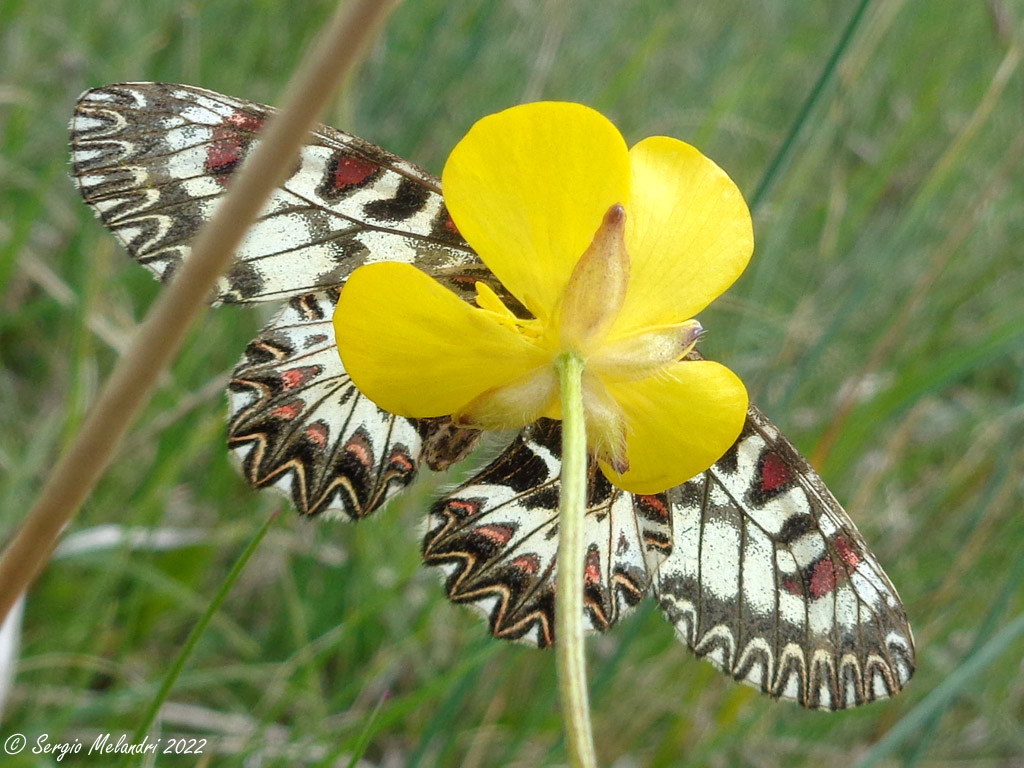 Zerinthia cassandra  (RA)